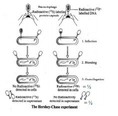 Describe the experiment carried out by Hershey and Chase. Write the conclusion they